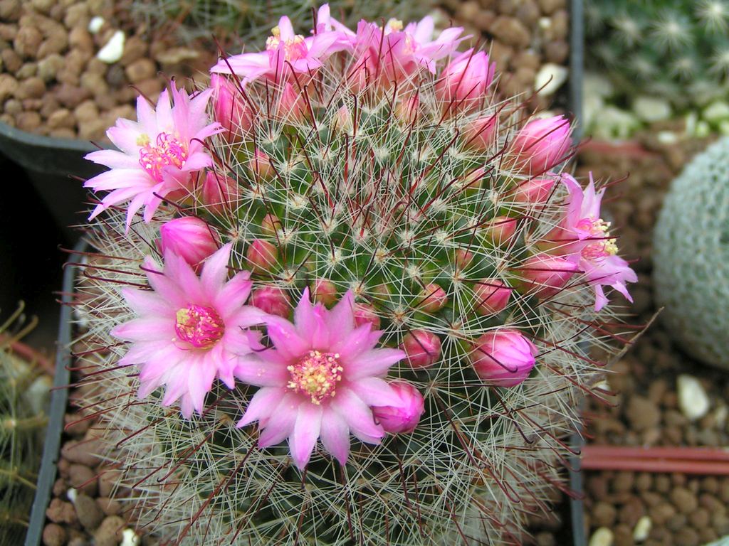 Mammillaria zeilmanniana valbiflora